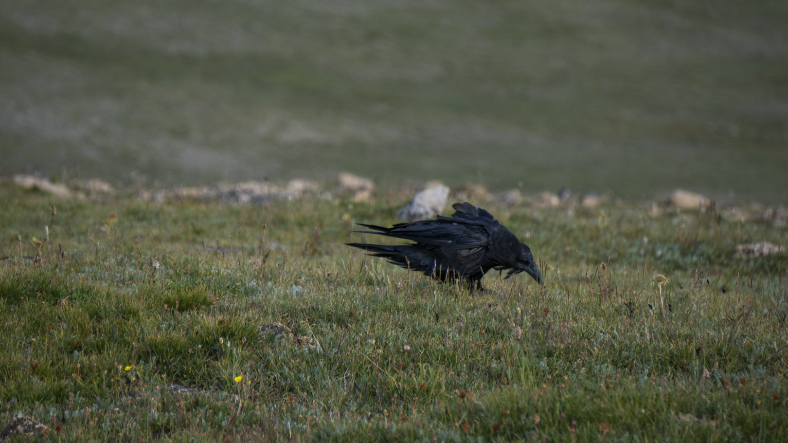 A raven stoops in the grass, its feathers chaotic in the wind